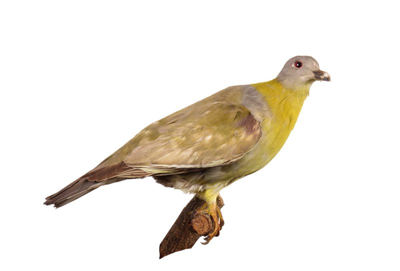 Yellow-footed Green-pigeon