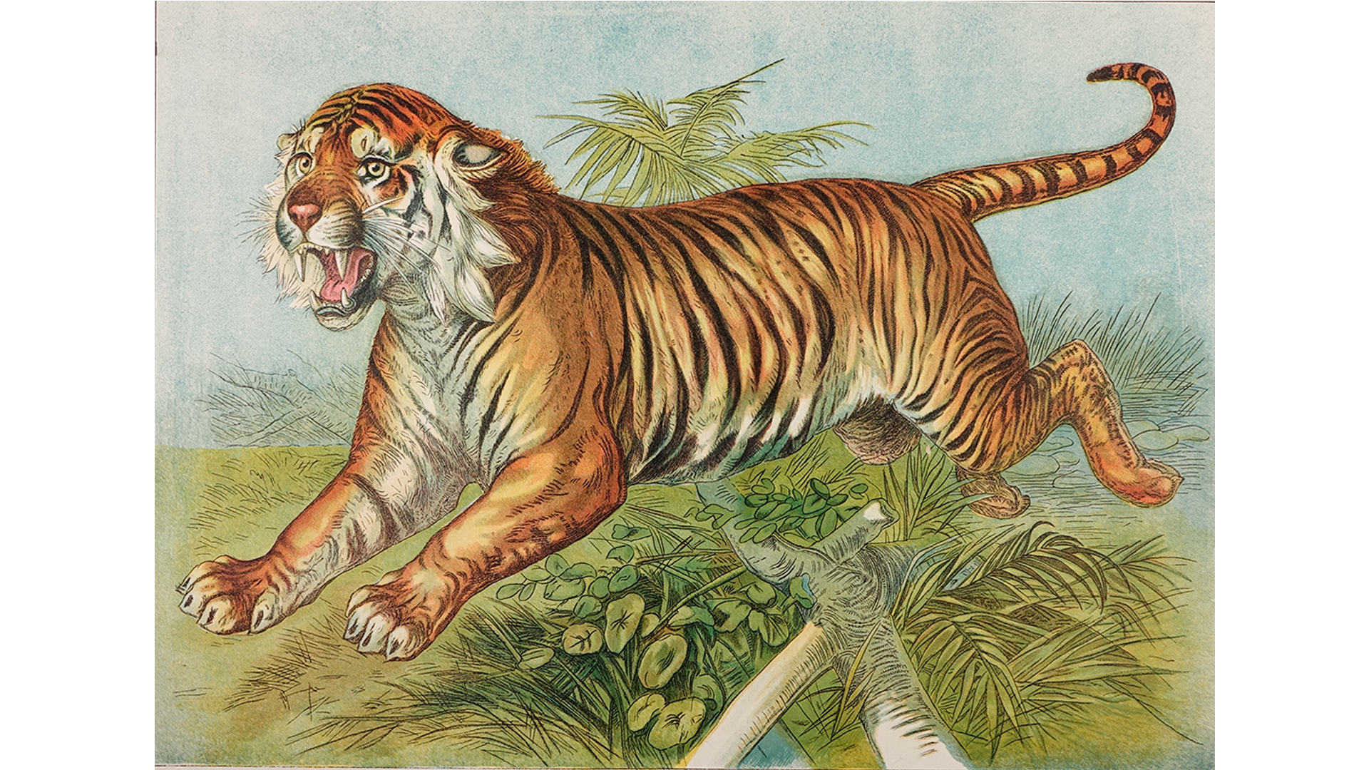 Royal Bengal Tiger k1 Beach Towel by Historic illustrations - Pixels Merch